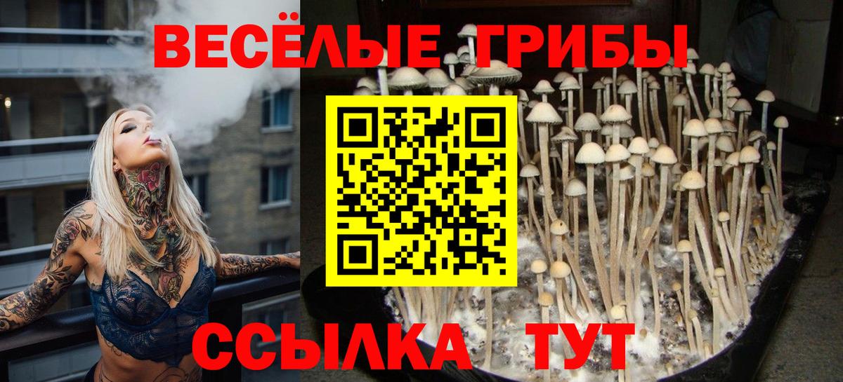 Псилоцибиновые грибы Psilocybe Санкт-Петербург